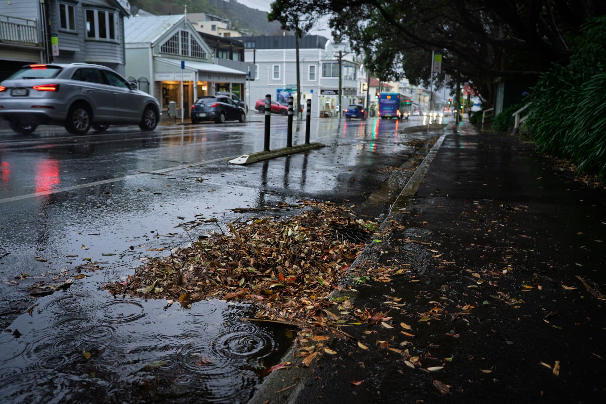 Wet autumn leaves piled over a storm drain on a rainy street